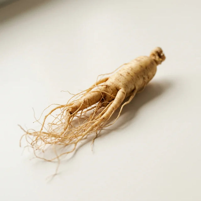 Ginseng asiatic